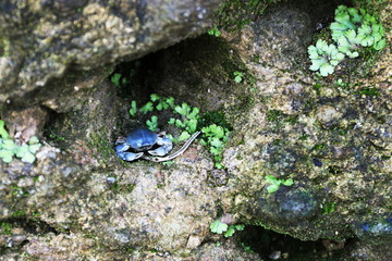 小さな青いカニ