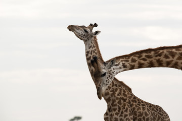 Giraffe is the tallest living terrestrial animal