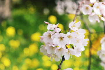 菜の花をバックに桜満開