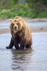Fototapeta premium Ruling the landscape, brown bears of Kamchatka (Ursus arctos beringianus)