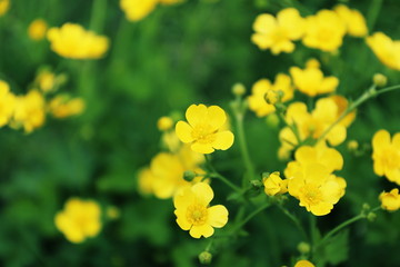 野に咲く黄色い花