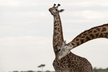 Giraffe is the tallest living terrestrial animal