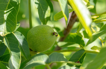 Walnuts on tree branches in the summer.