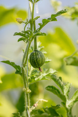 A small green watermelon on a plant.