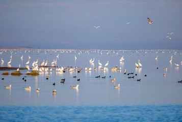 Beautiful Akyatan Lagoon with bird paradise - Adana, Turkey