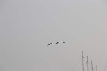 seagull in flight, summer sky