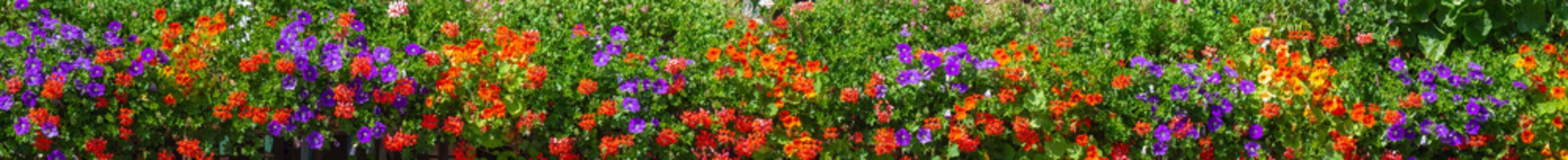 Traditional flowered balcony at the Alps and Dolomites. Colorful flowers on balcony. Summer time. Mix of flowers and colors. General contest of the European Alps