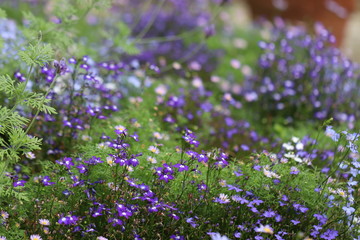 Obraz premium 庭の紫のロベリアの花 Purple lobelia flowers in the garden.