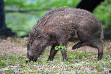芝生の公園で笑顔でスキップしてダンスしているような一頭の野生の猪。A wild boar that skips and dances with a smile in the grass park.