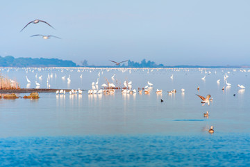 Beautiful Akyatan Lagoon with bird paradise - Adana, Turkey
