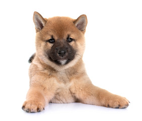 puppy shiba inu