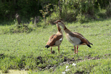 Egyptian goose belongs to the duck, goose, and swan family