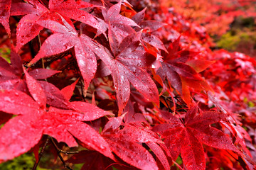 見頃を迎えたモミジ