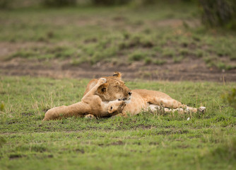 Lioness with her cub, Masai Mara, Kenya