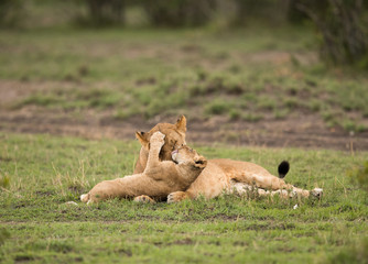 Lioness with her cub, Masai Mara, Kenya