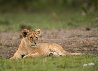 Fototapeta na wymiar TLion cub at Masai Mara, Kenya