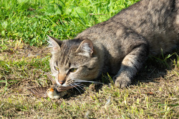 A grey house cat has caught a small young bird and is playing with it on a green lawn. Close up.