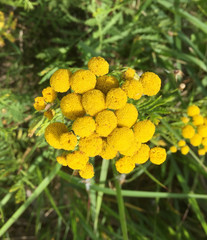 Tansy