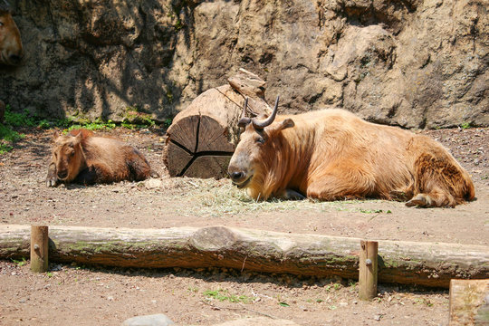 64 Best 長角牛 Images Stock Photos Vectors Adobe Stock