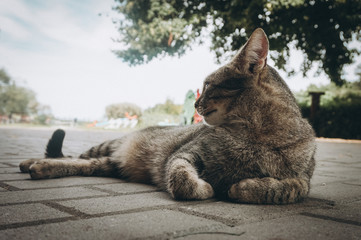 Domestic cat laying on a ground