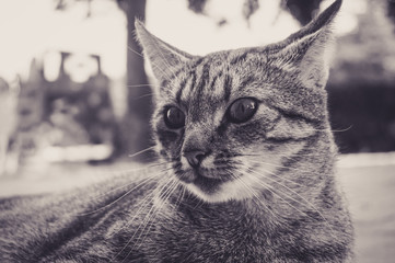 Domestic cat - horizontal photograph
