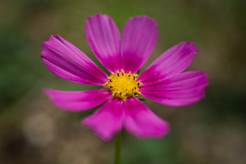 Obraz premium 秋桜