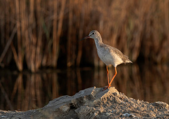 Redshank on a mounf at Asker marsh