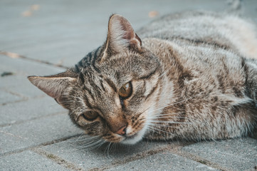Domestic cat laying on a ground