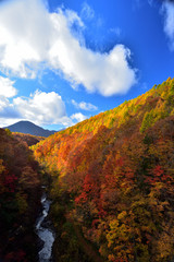 広がる紅葉風景