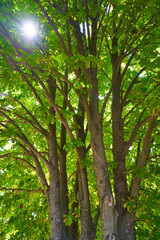 fragments of pine trees in a country forest