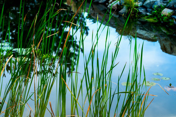 High grass against the pond with a reflection of the sky.