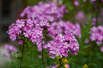 on a vast green field grow fragrant summer red flowers