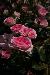 Pink and White Flower of Rose 'Harunomai' in Full Bloom

