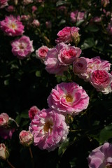 Pink and White Flower of Rose 'Harunomai' in Full Bloom
