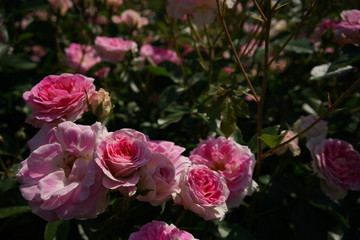 Pink and White Flower of Rose 'Harunomai' in Full Bloom
