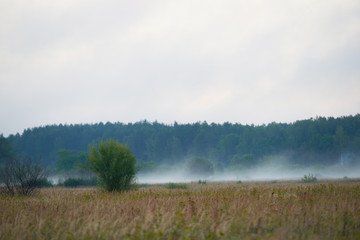 Fototapeta na wymiar on the edge of the forest against the background of a green meadow and dramatic clouds in the sky. Fog over the fields at the Red sunrise. photo of a natural landscape in summer early in the morning