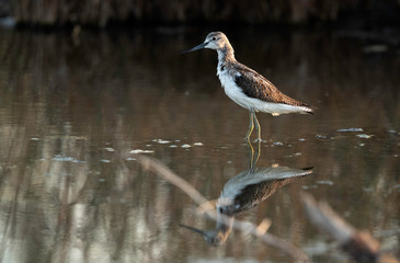 Common greenshank feeding