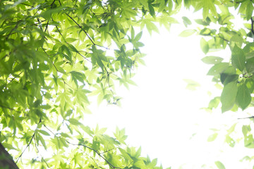 夏の緑がきれいな紅葉の葉っぱ