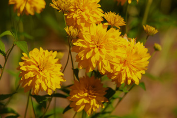 on a vast green field grow fragrant summer yellow flowers