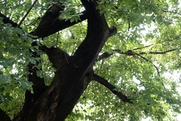 美しい木の幹と新緑