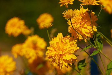 on a vast green field grow fragrant summer yellow flowers