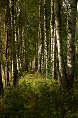 Beautiful summer forest with various trees