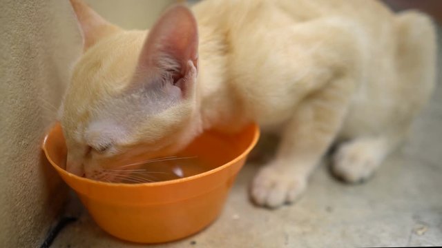 Cat Drinking Water From A Orange Bowl