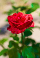 red rose flower close-up on green background