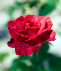 red rose flower close-up on green background
