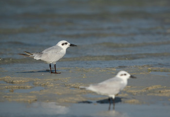 Obraz premium A pair of Gull-billed tern at Busaiteen coast, Bahrain