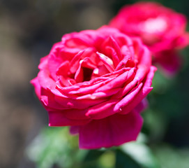 red rose flower close-up on green background
