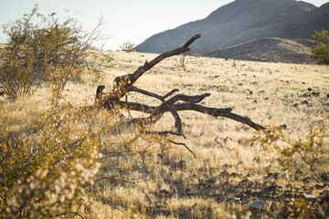 Tree Branches In Desert Mountains