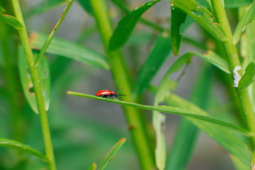 Red fireman beetle on Lily leaves. Garden pests
