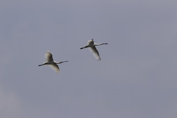 Spoon billed flying in the sky